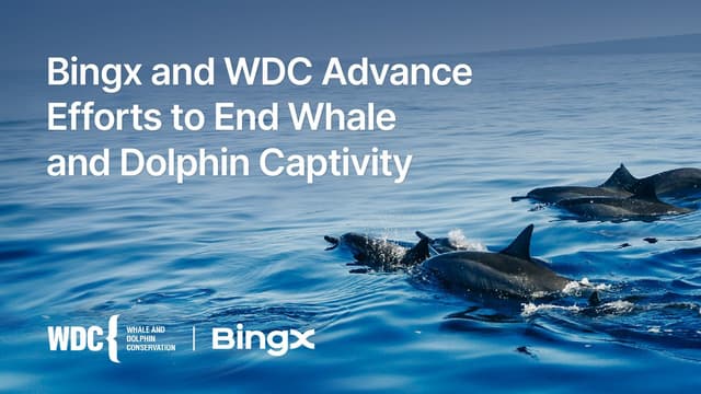 BingX and WDC Made Progress in Ending Captivity of Whales and Dolphins