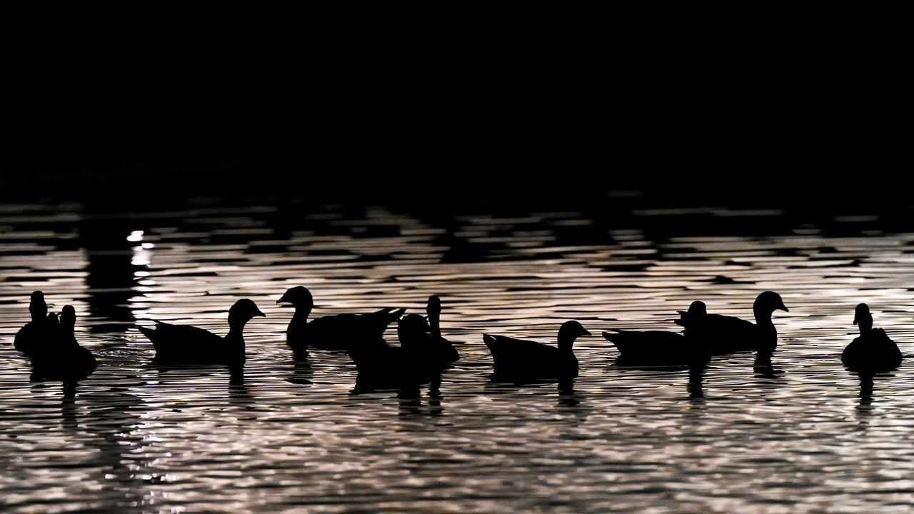 Ducks culled as flu hits sixth Victorian farm