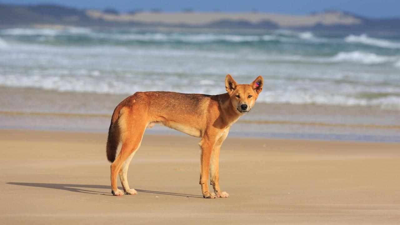 Dingo bites toddler at popular holiday destination