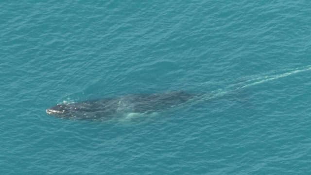 Whale entangled in fishing rope lost off southern coast