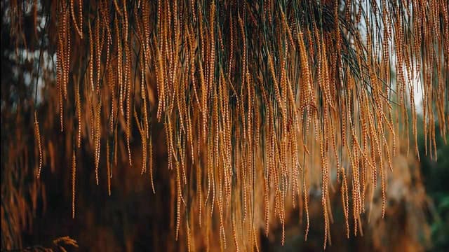 Exploring a mysterious art forest by a sewage plant