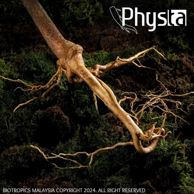 Physta® Tongkat Ali: Breakthrough Antiviral Study Reinforces Immune-Boosting & Healthy Ageing Benefits