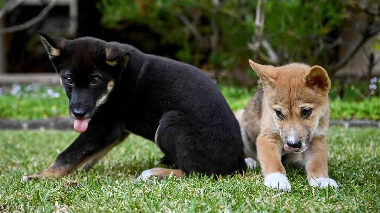 Dingo management has gone to the dogs, advocates say