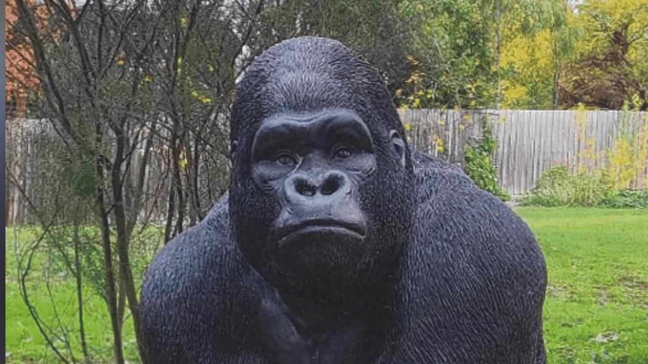 'LOL I stole a gorilla': thief admits to silly mistake