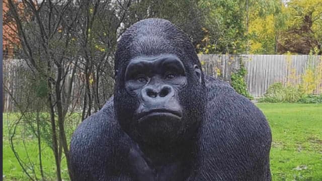'LOL I stole a gorilla': thief admits to silly mistake