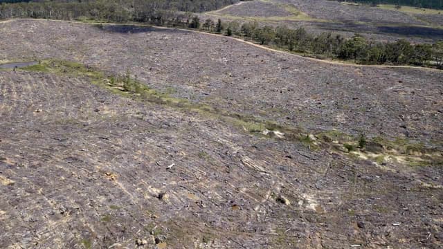 Farming fuels NSW land clearing crisis: data