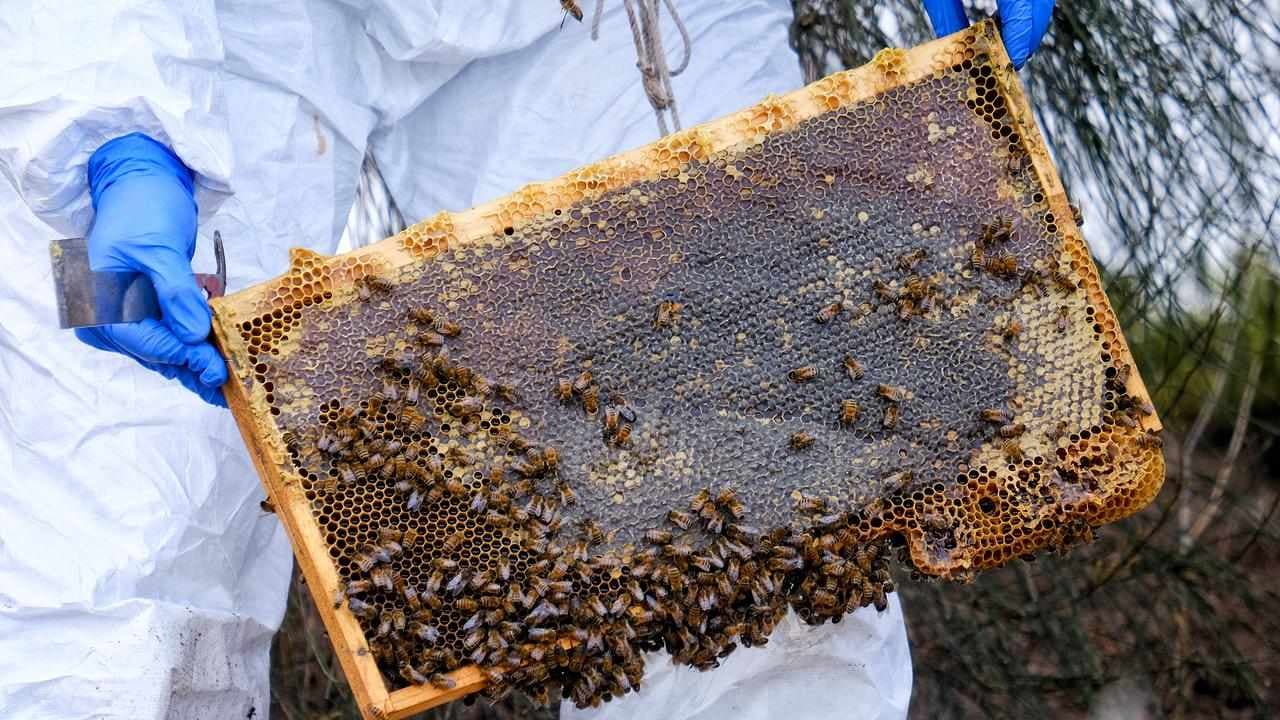 Claims you can live on honey alone don't stick to the truth