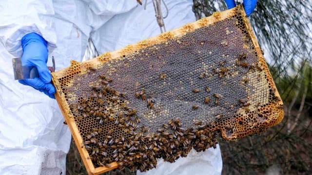 Claims you can live on honey alone don't stick to the truth