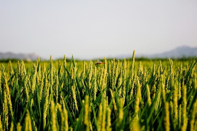 Illumina and LGC Biosearch Technologies join forces to drive genomic innovation in agriculture