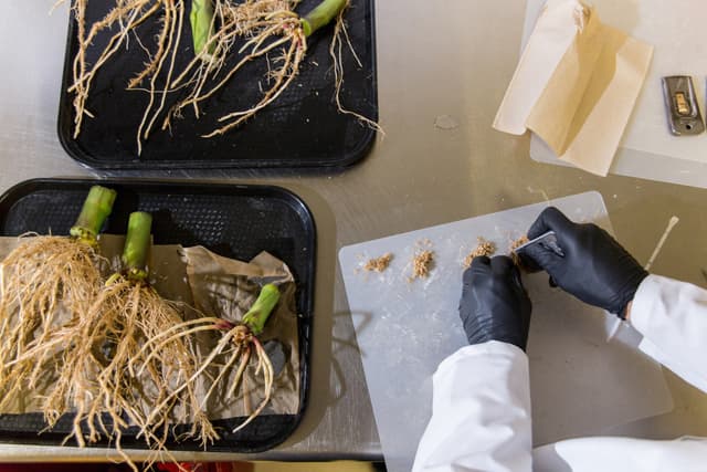 Breakthrough Research Presented in Scientific Reports Demonstrates How Gene-Edited Microbes Offer a New Source of Nitrogen to Farmers