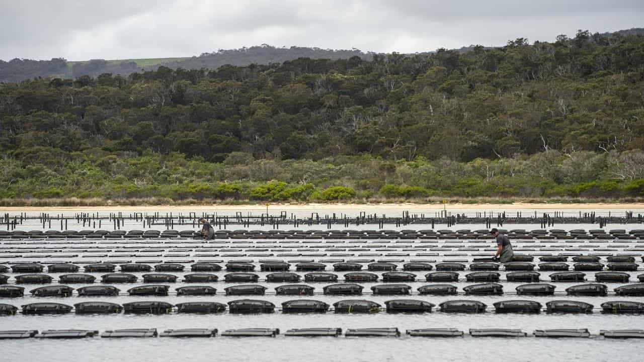 Pacific envoys gather to tackle visa exploitation risks