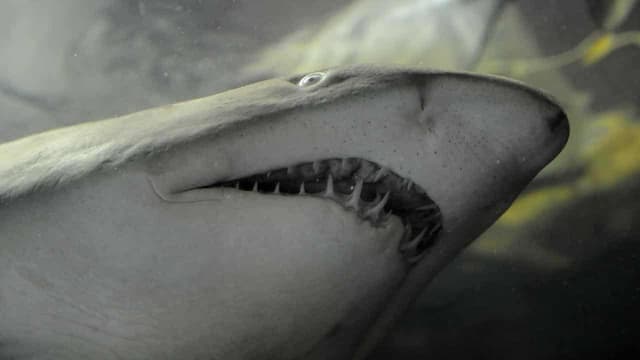 Man dies after bitten by shark while fishing