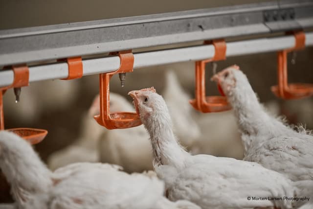IFF Launches Enviva® DUO to Boost Poultry Welfare