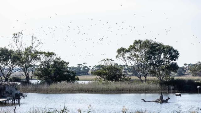More birds and more shooting in duck hunting season