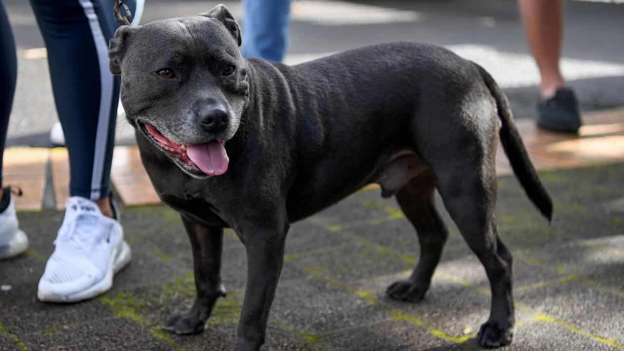 Call for dog licences, breed rules after fatal attacks