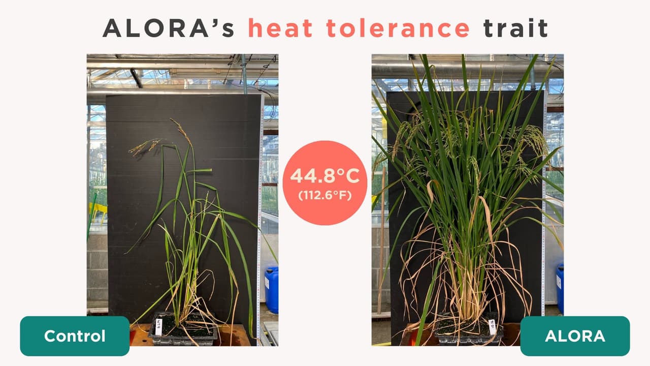 Revolutionizing Rice: How ALORA Achieved a 2555% Yield IncreaseUnder Extreme Heat