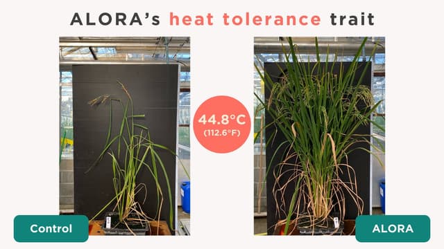Revolutionizing Rice: How ALORA Achieved a 2555% Yield IncreaseUnder Extreme Heat