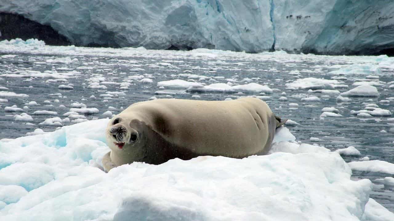 Climate 'lies' claim misrepresents Antarctic sea ice loss