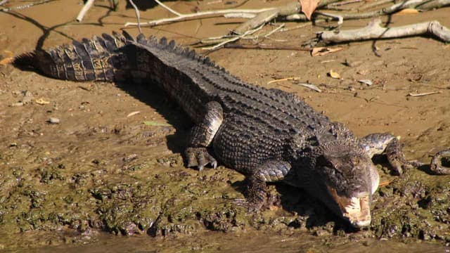 Human remains found in crocodile after man goes missing