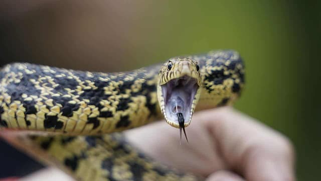Marburg virus has 'no plausible scientific link' with snake venom