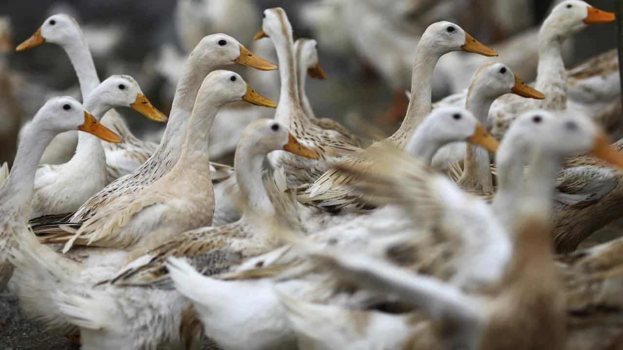 No truth to viral claim bird flu 'only affects chickens'