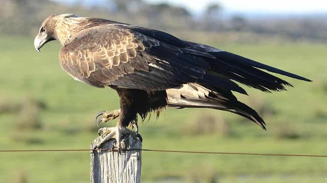 'Buried' wedge-tail eagle report too important to rush