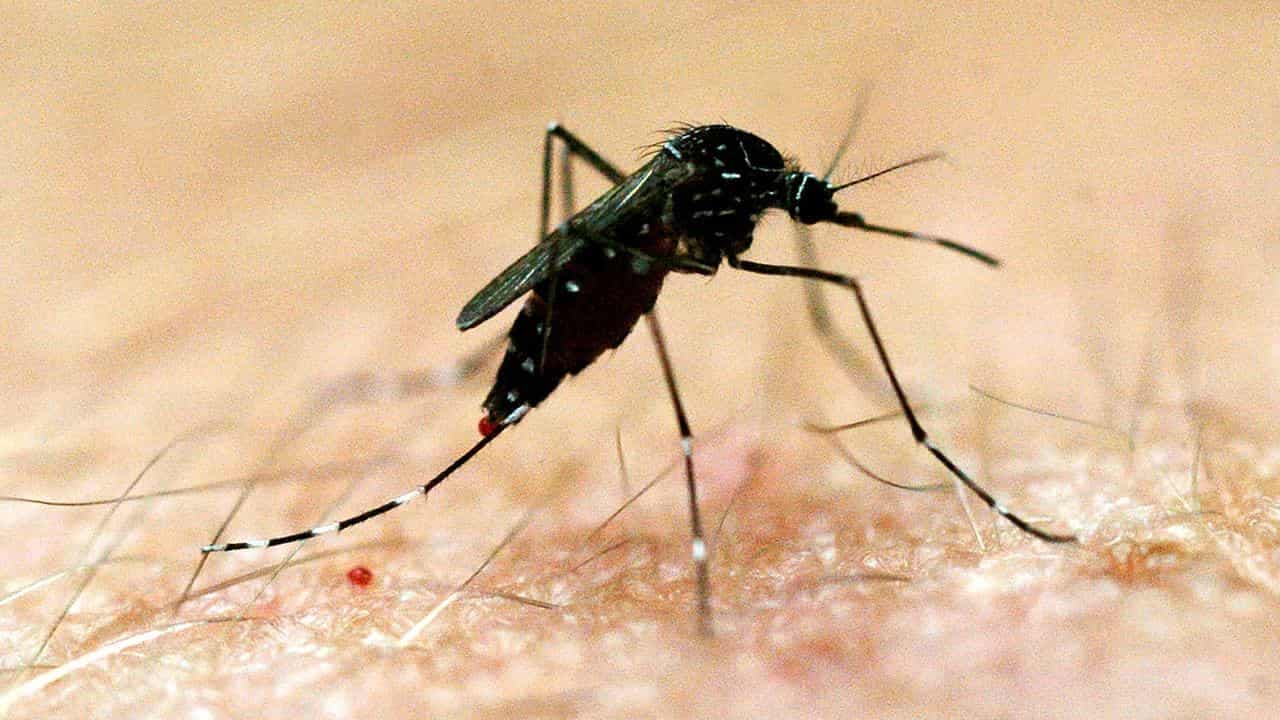 Health alert as mosquito virus spreads in three states