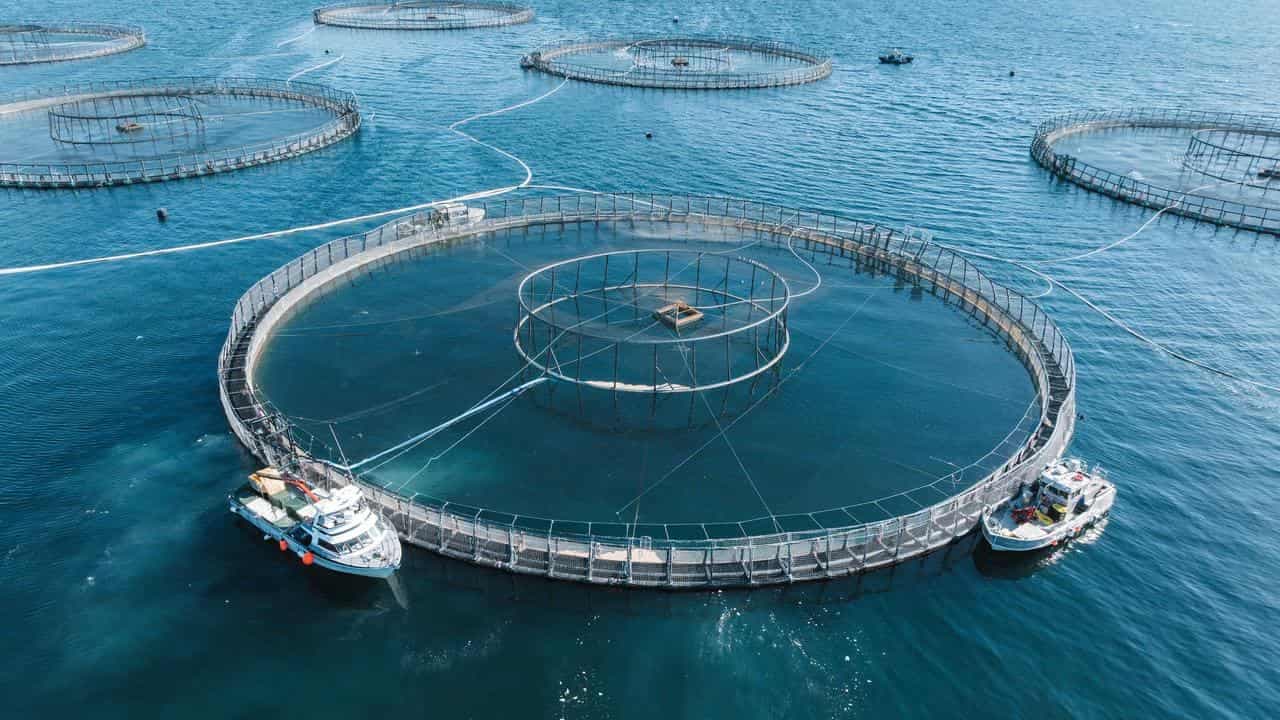 Animal welfare probe amid mass salmon farm deaths