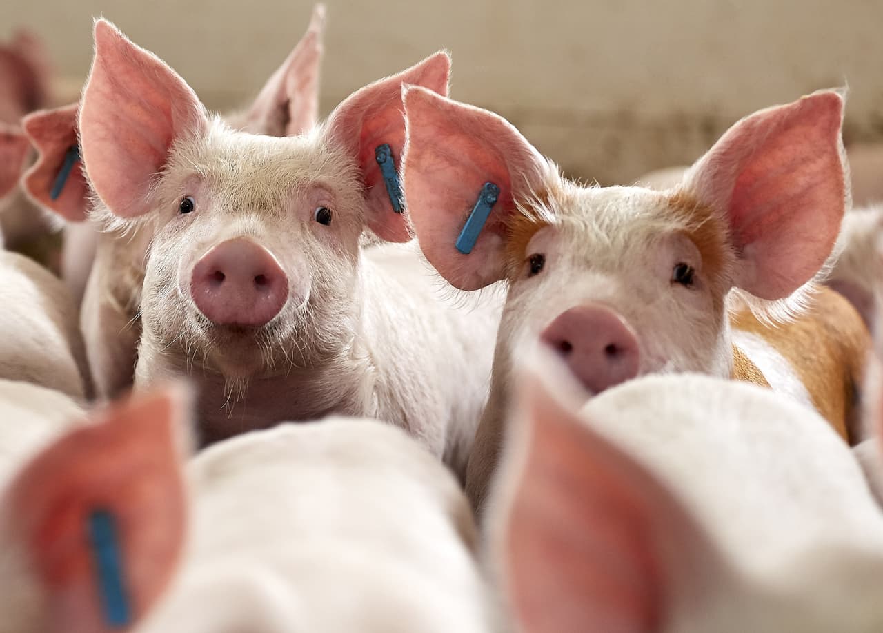 IFF Extends Enviva® PRO Probiotic Range to Improve Swine Welfare