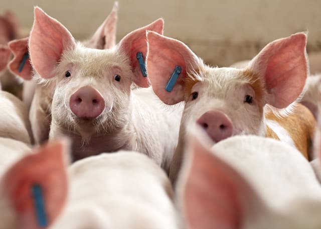 IFF Extends Enviva® PRO Probiotic Range to Improve Swine Welfare