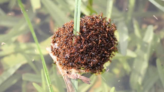 Reports of 'rafting' fire ants prompt border crackdown