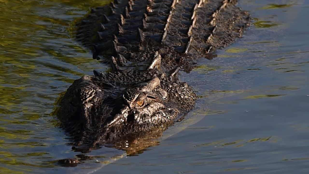 Explosion in croc numbers triggers feral feast fallout