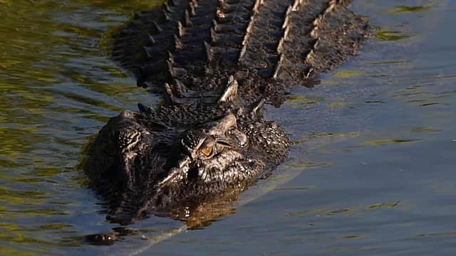 Explosion in croc numbers triggers feral feast fallout