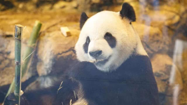 Panda pair doin' it easy in new life Down Under