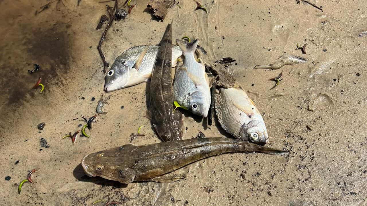 Days of fish kills expected after ex-tropical cyclone