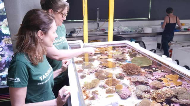 Cryo-born corals thrive on reef in win for restoration