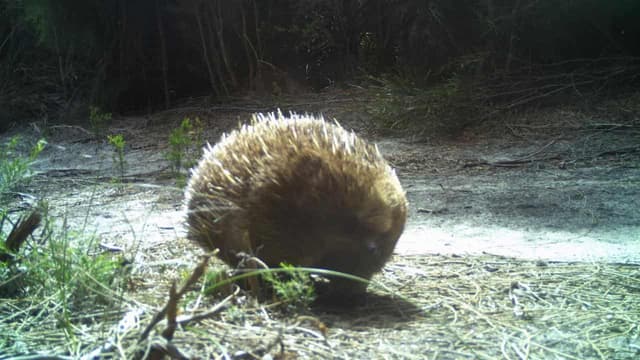 Echidna digs in to help island wildlife back from blaze