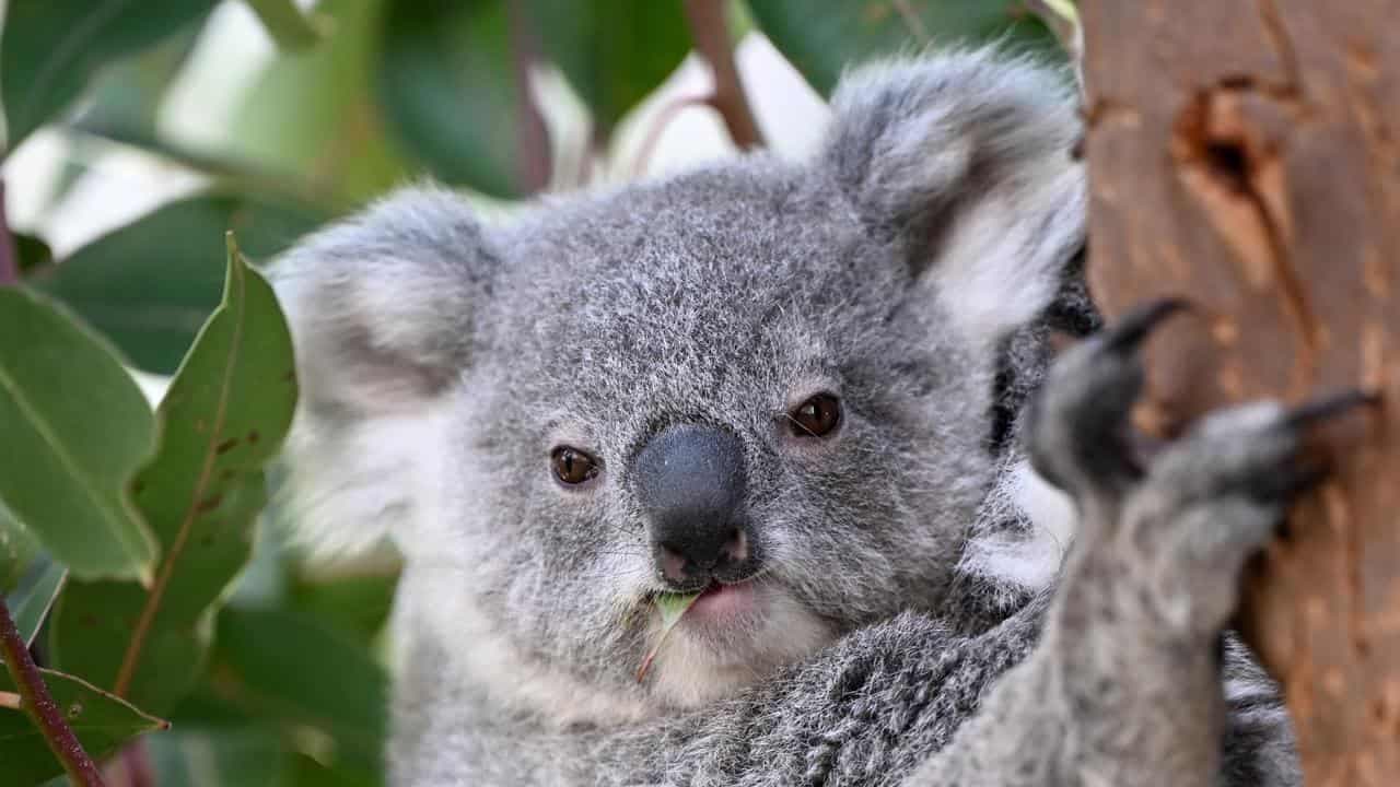 Habitat 'destroyed' as officials sit on koala plan