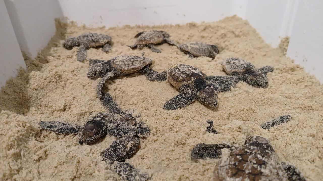 Baby turtles released after being saved from ex-cyclone