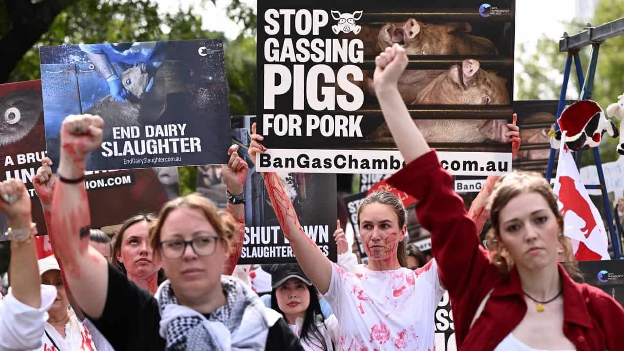 Slaughterhouse protest chokes city streets