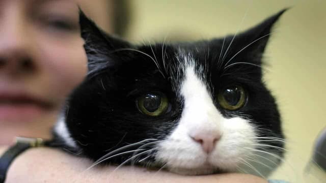 Free-roaming killer cats cost the economy billions