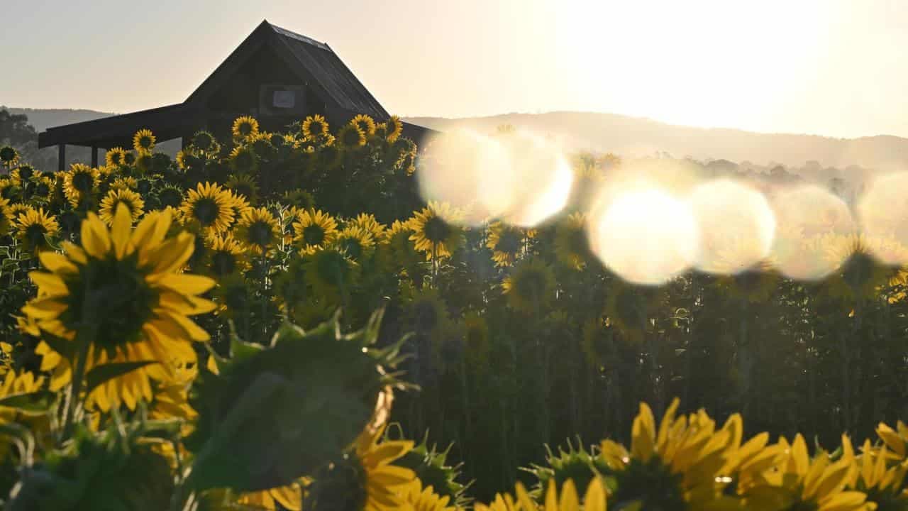 Weird way to grow sunflowers faster revealed