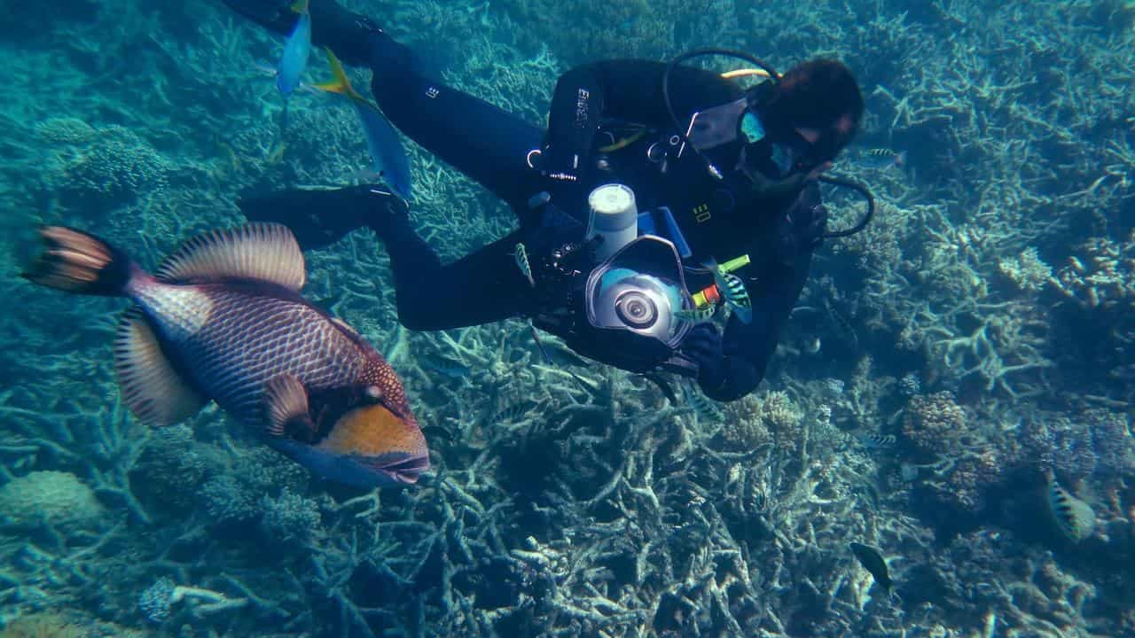 Marine climate projects might do more harm than good