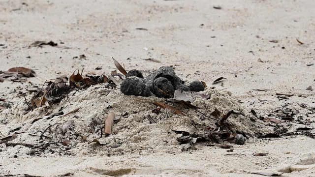 Source of mysterious 'tar balls' on beaches revealed