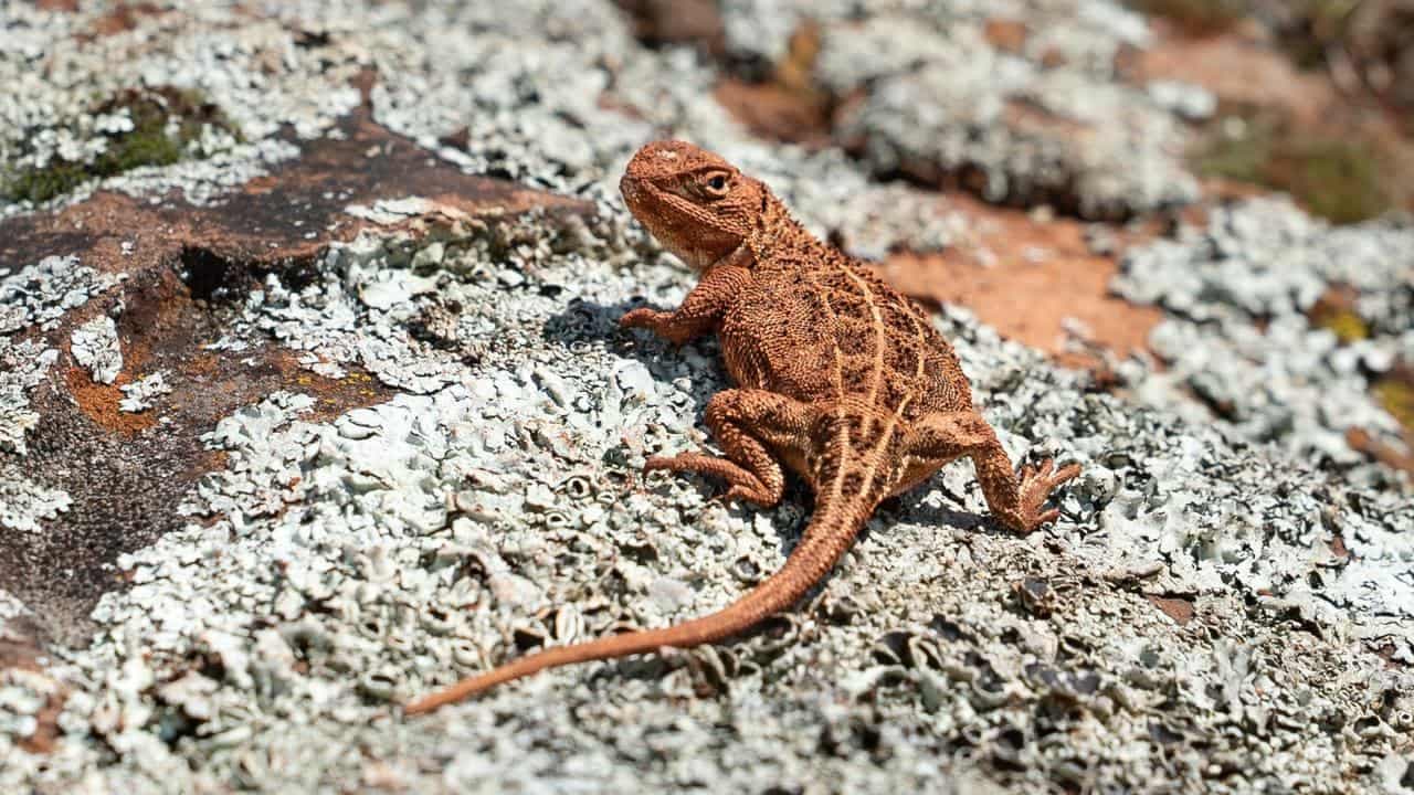 Doggy delight: wildlife detectors sniff out rare dragon