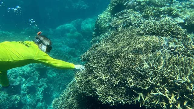 Reality check for reviving dead and dying coral reefs