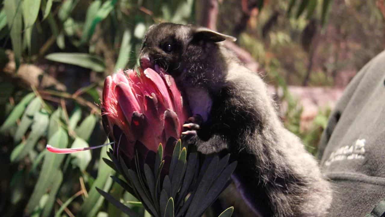 Axe falls on loggers' plan to avoid battle over gliders