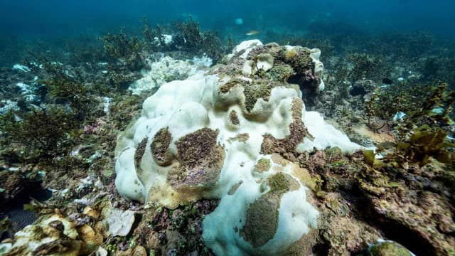 'Underwater bushfire' devastating reefs yet to let up