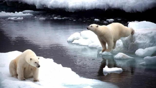 Claims polar bear population is growing are on thin ice