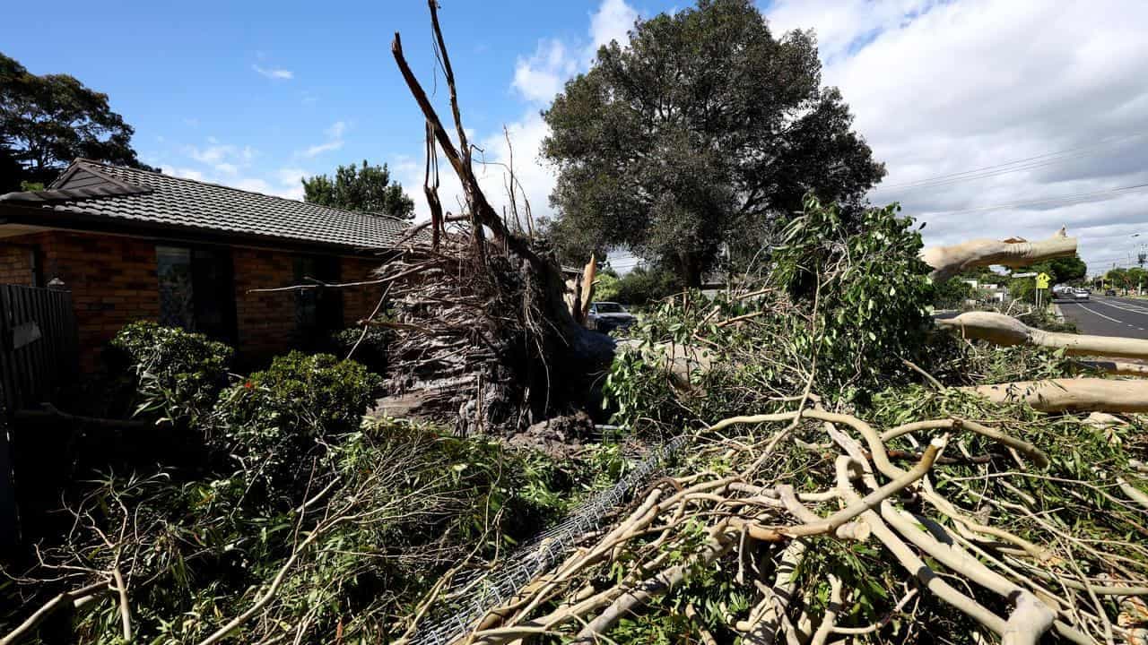 'Uninhabitable, mouldy' home prompts insurance lawsuit